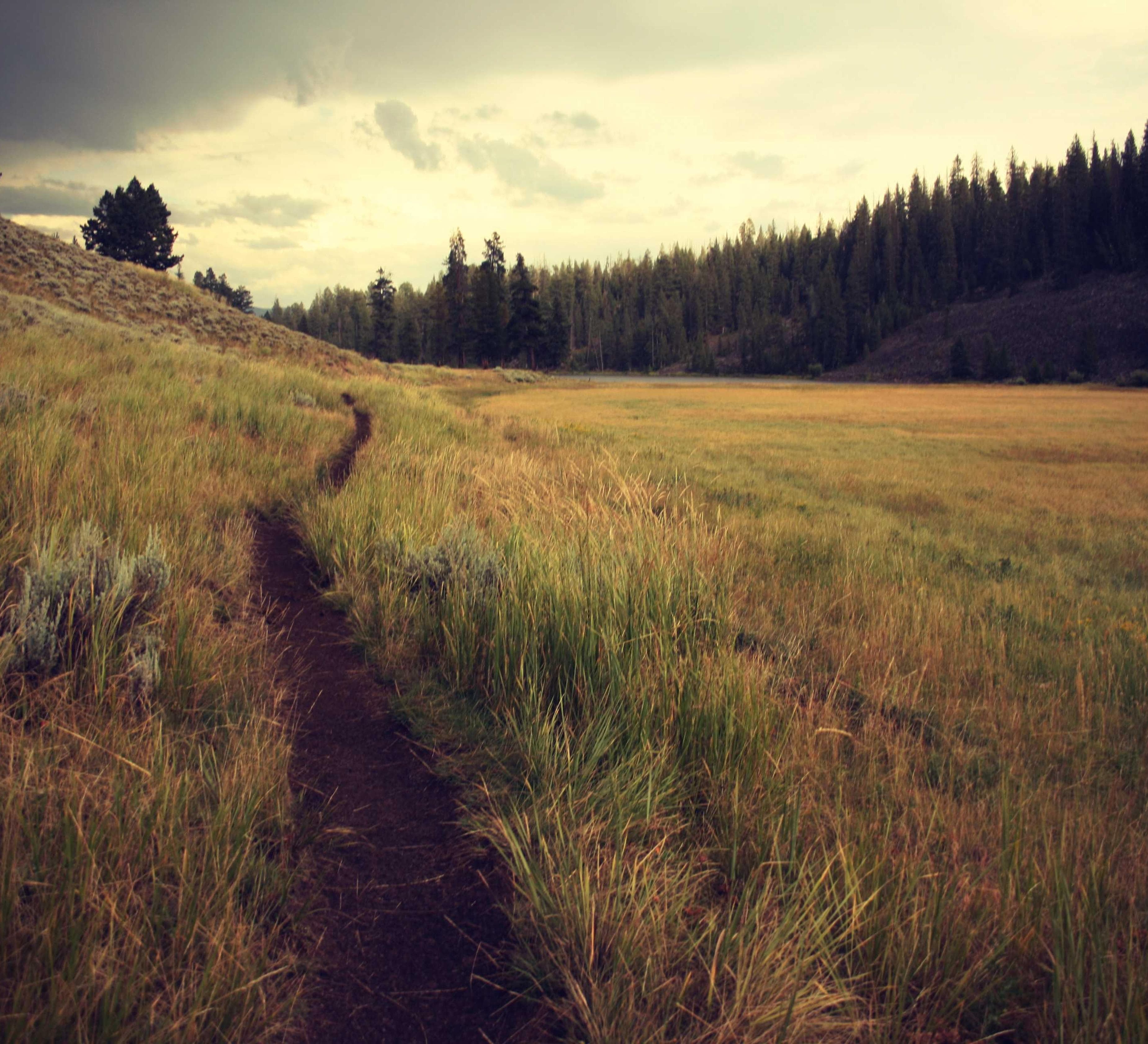 comis stultus iste creta